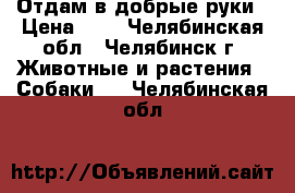 Отдам в добрые руки › Цена ­ 1 - Челябинская обл., Челябинск г. Животные и растения » Собаки   . Челябинская обл.